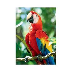 Trefl Пазл 1000 деталей - попугай ара, - характеристики и отзывы покупателей.